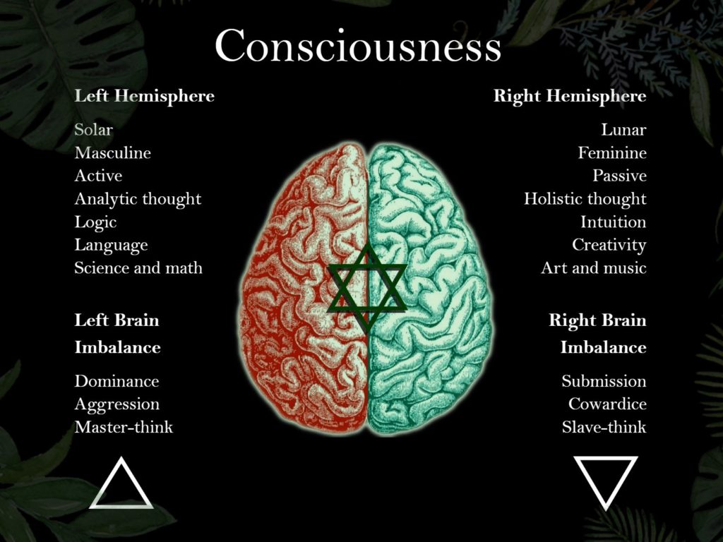 The Brain and Consciousness 1