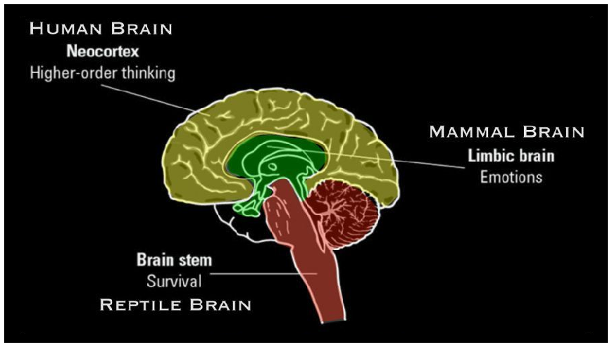 Triune Brain with Border